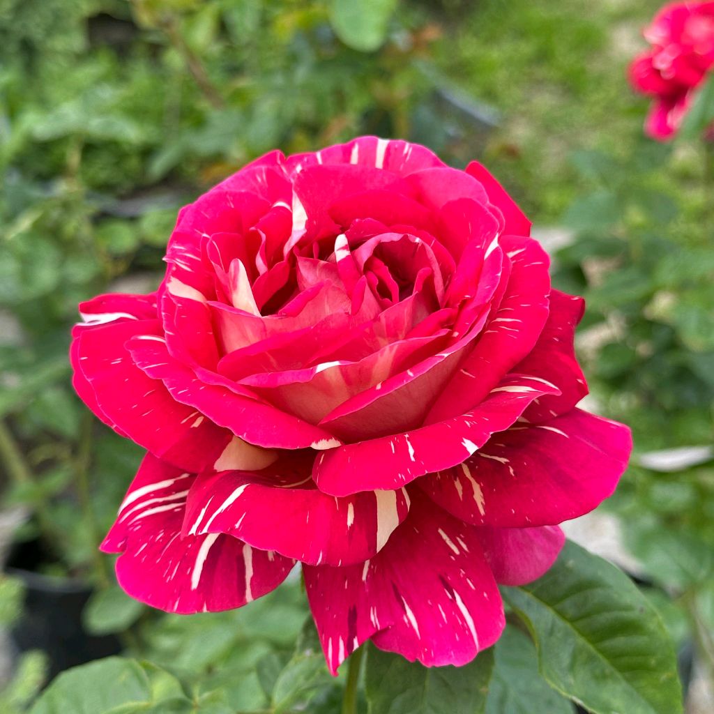 Сад Екатерины Рапопорт