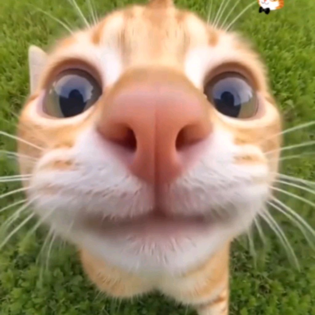 Иконка канала Iman_Osman_2006