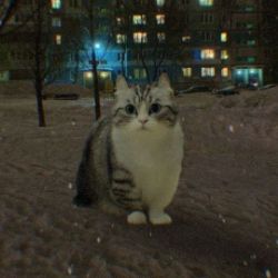 Аватар автора