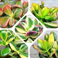 Иконка канала Истории о крассулах