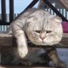 Иконка канала Болотов Александр