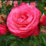 Иконка канала МИР моего настроения