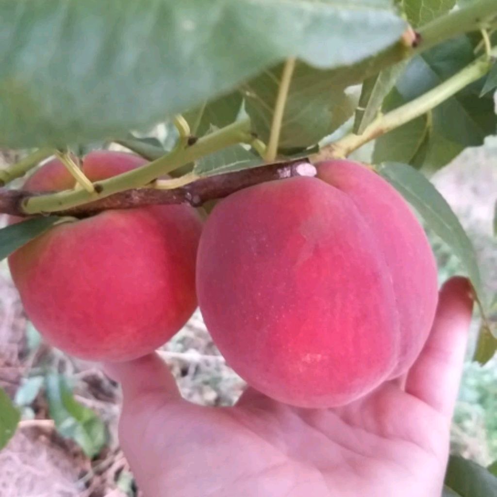 Иконка канала Сад груши в Черноземье.