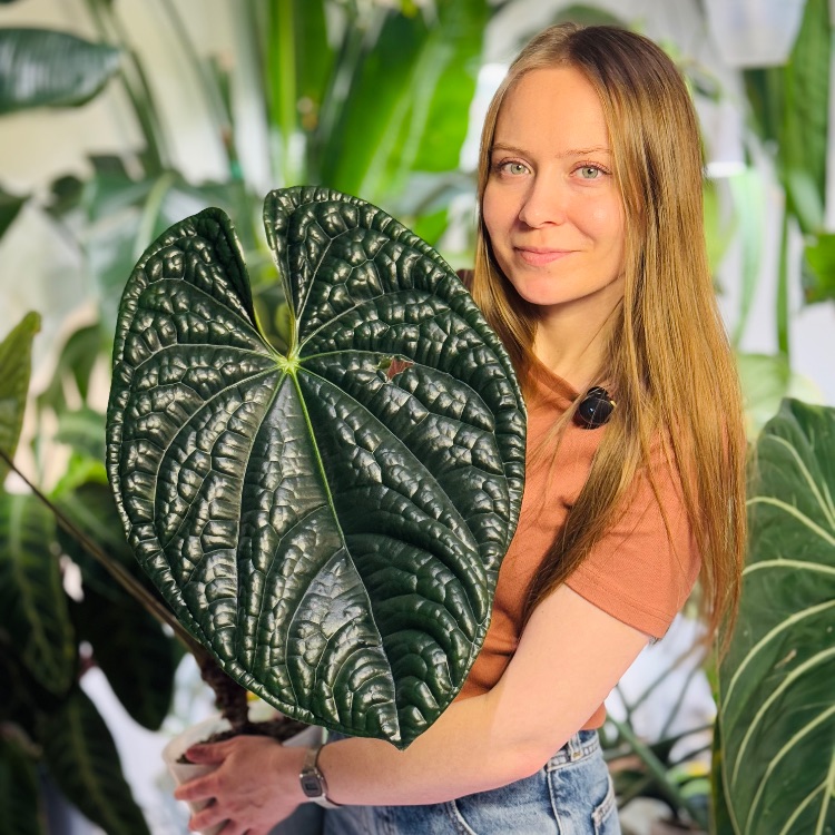 Аватар автора