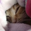 Иконка канала Симбочка Милочка 🐱😸😻