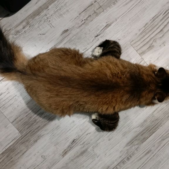 Иконка канала Altogor