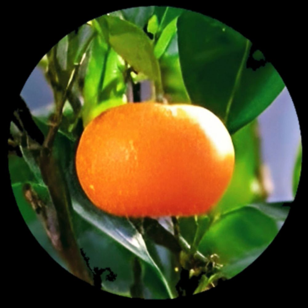 Иконка канала СадОгородНаБалконе