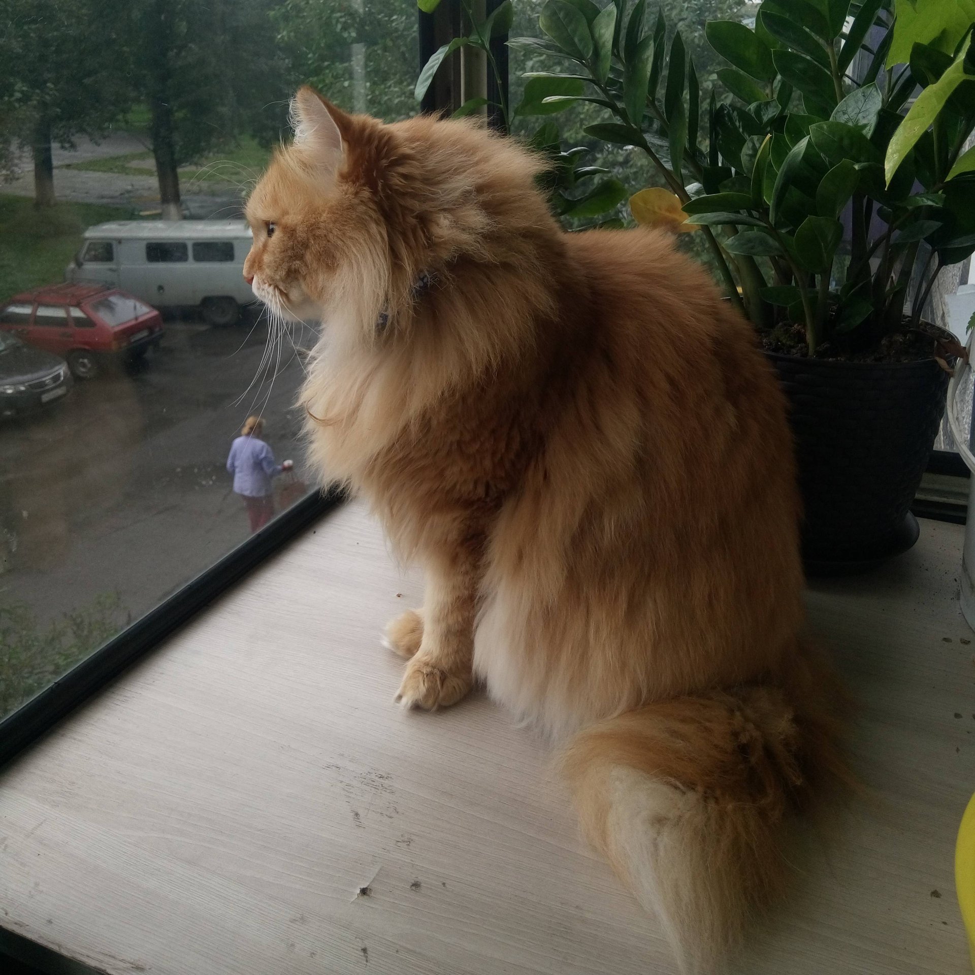 Аватар автора