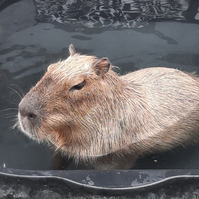 Иконка канала Пушистая капибара