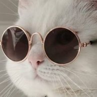 Иконка канала коте на стим
