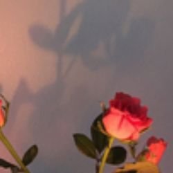 Иконка канала filippo