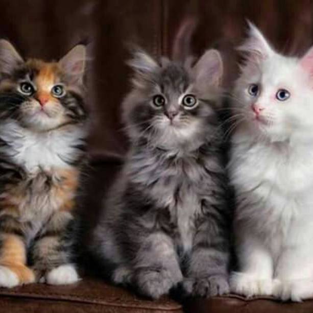 Иконка канала KittyLen