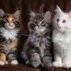Иконка канала KittyLen
