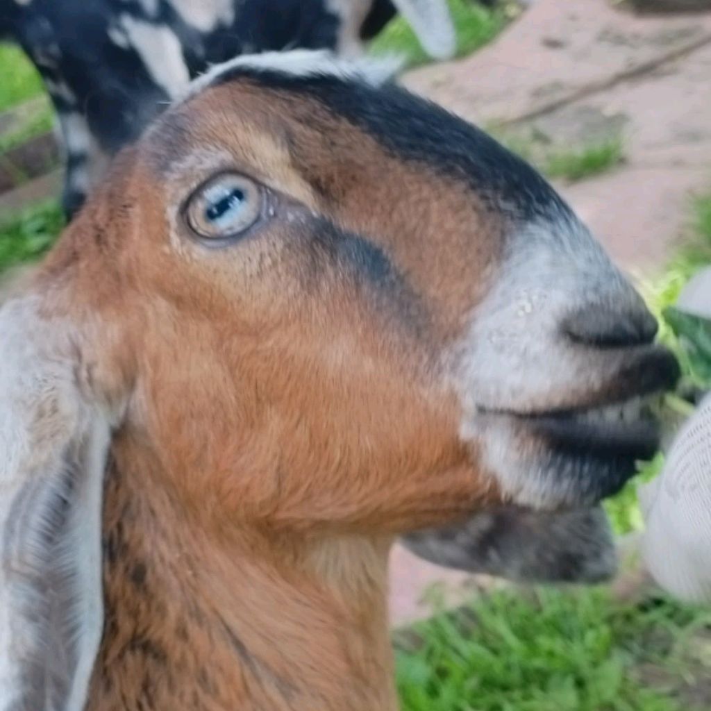 Иконка канала Козий Рай