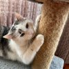 Иконка канала Кошачье 🐾Собачье 🐾Сердце