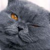 Иконка канала xxKiSa_LikExx