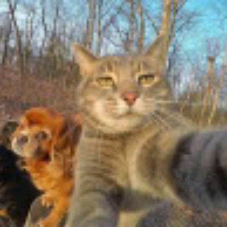 Аватар автора