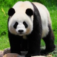 Иконка канала channel29582359