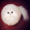 Иконка канала Cat19К