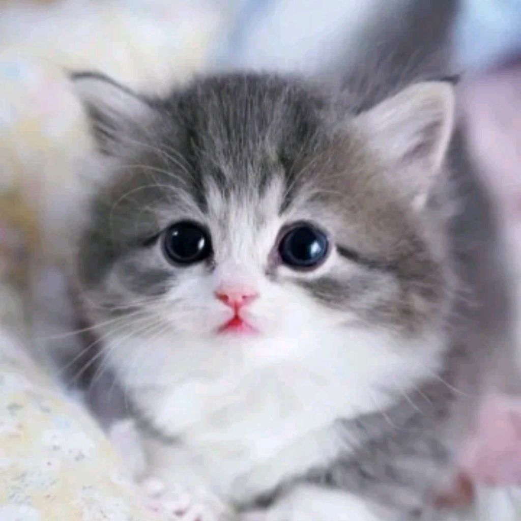 Иконка канала Kittenok
