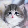 Иконка канала Kittenok