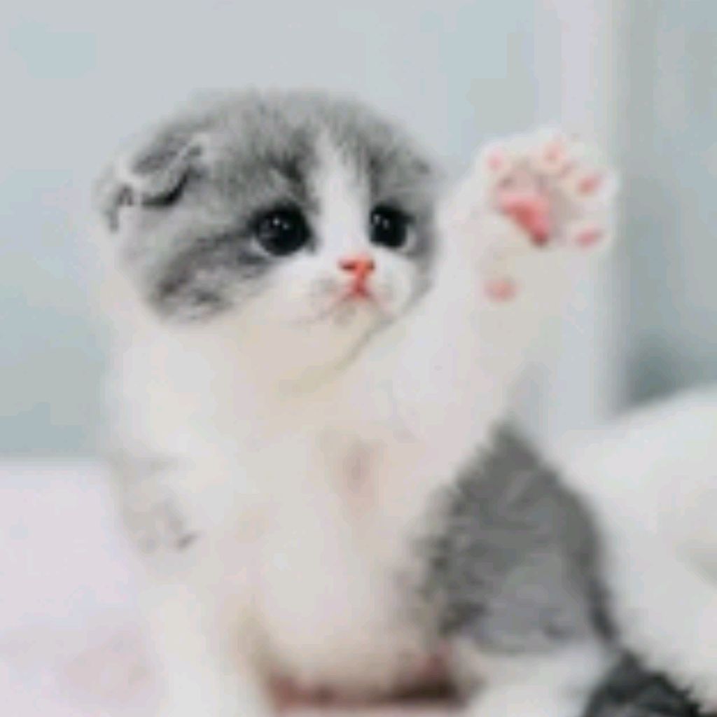 Иконка канала Мир Кошек🐱🐱🐱