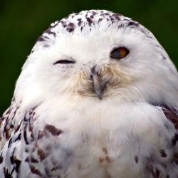 Иконка канала Типалок