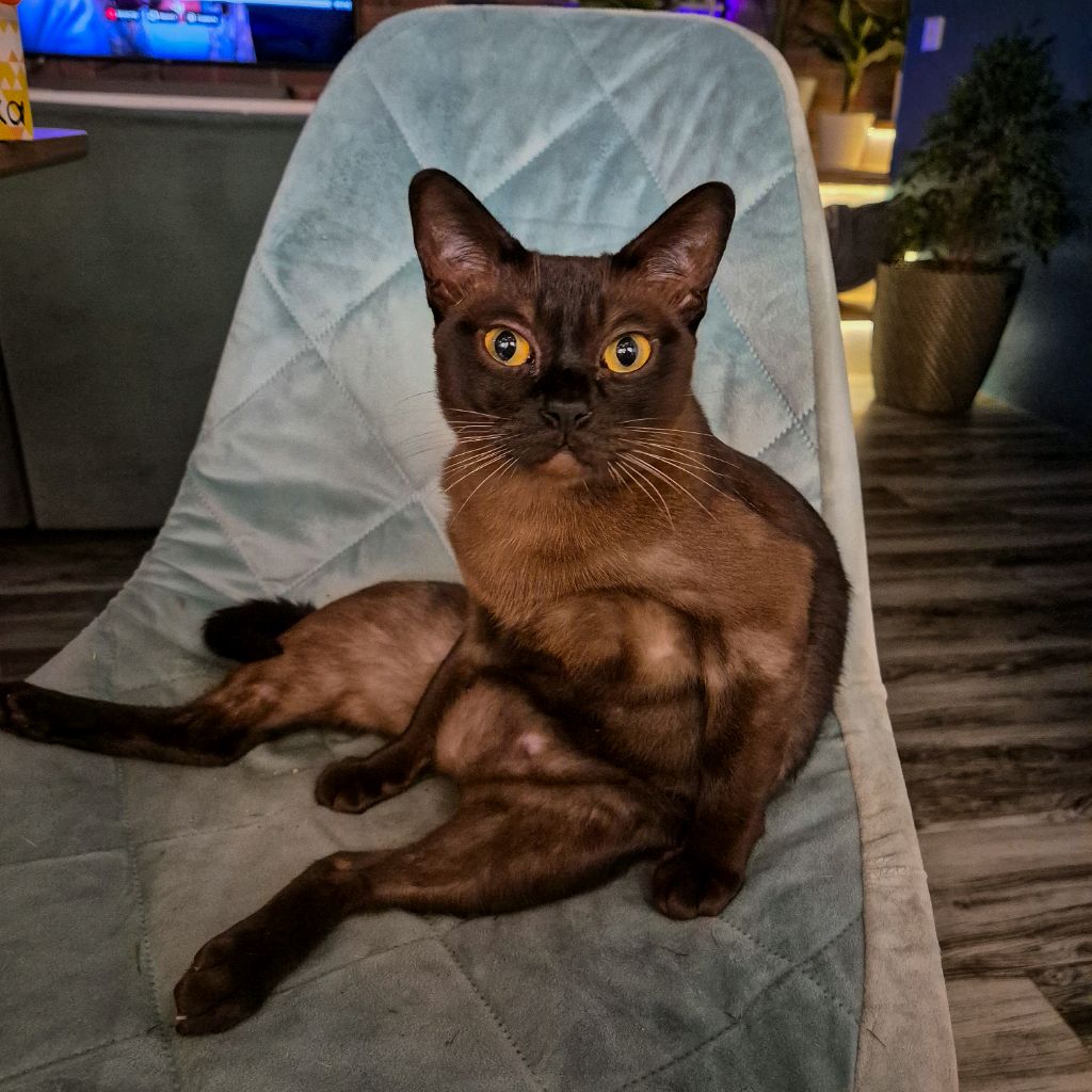 Иконка канала Nikcat