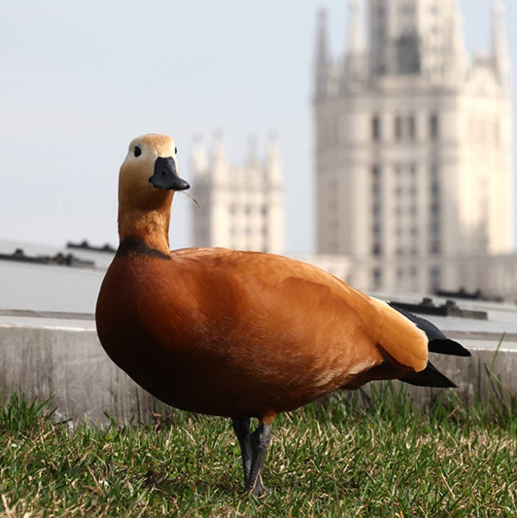 Аватар автора