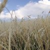 Иконка канала Ник Ником Идет