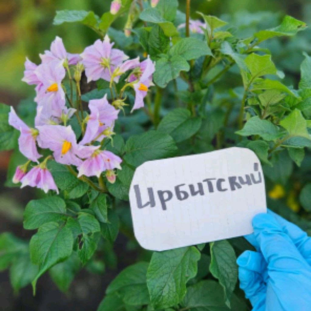 Иконка канала Картофель и Томат❤