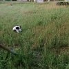 Иконка канала Мотяня и Соня