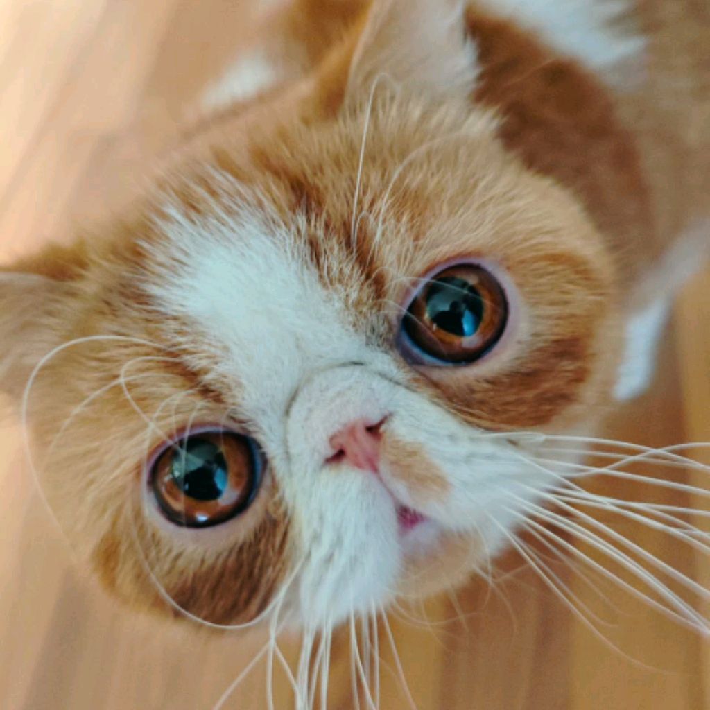 Иконка канала Сырник