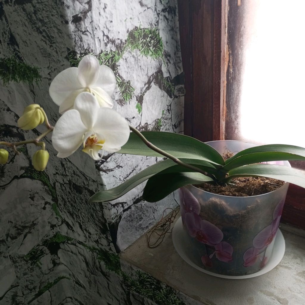 Иконка канала Моя Жизнь