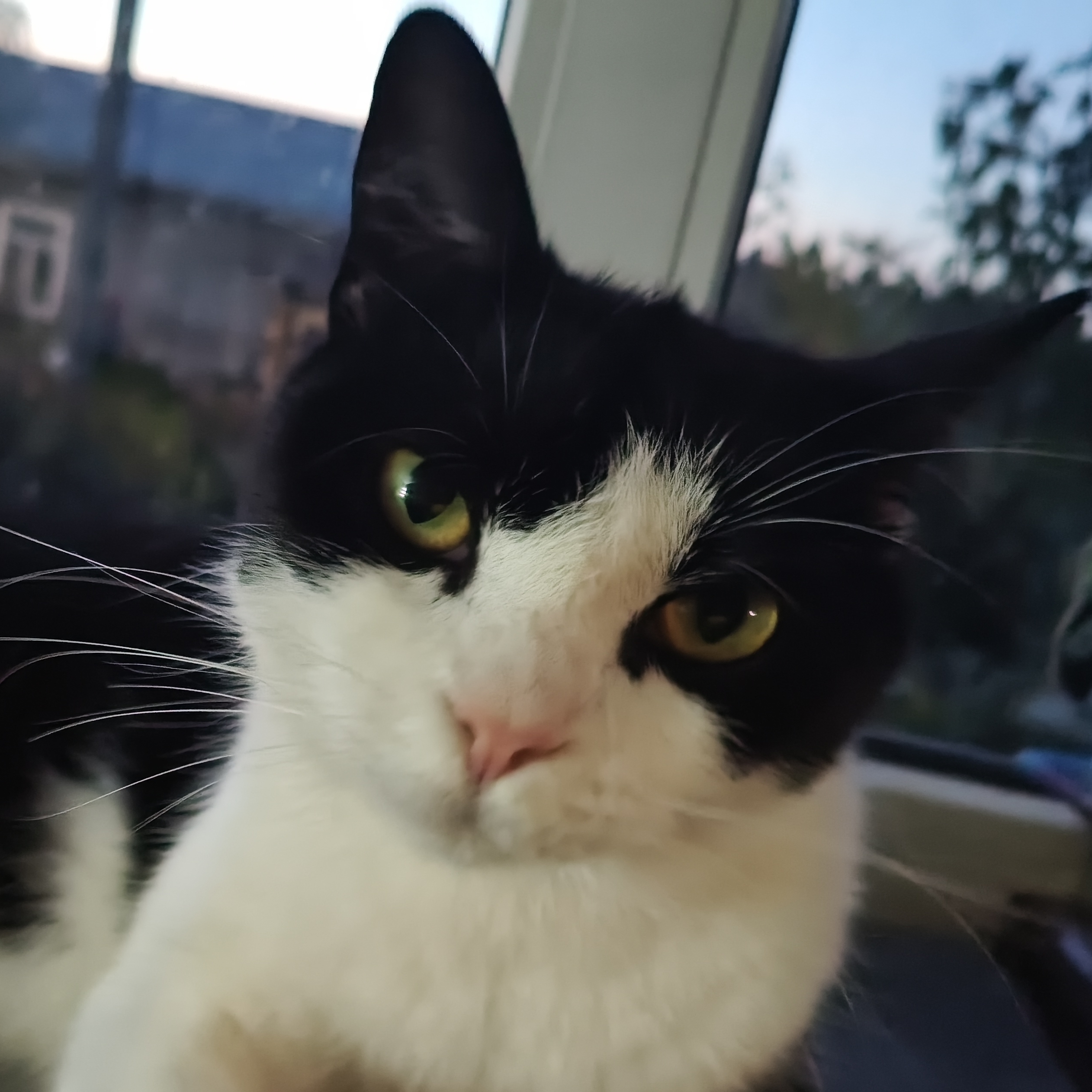 Аватар автора