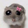 Иконка канала 🦊🐼Like_Slyim🦊🐼