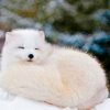 Иконка канала Лисёнок Вилли
