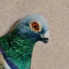 Иконка канала бессмертный голубь🕊️