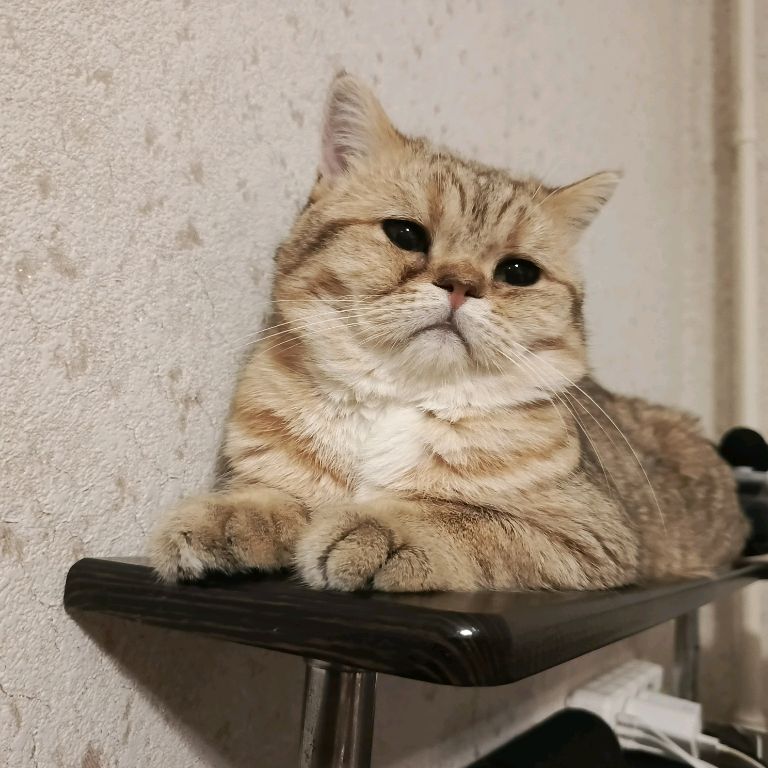 Аватар