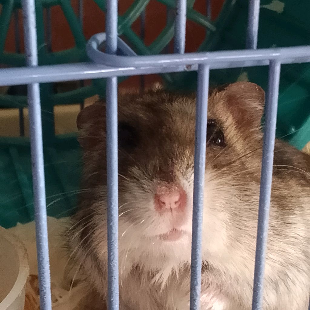 Иконка канала Даша и хомяк Степа