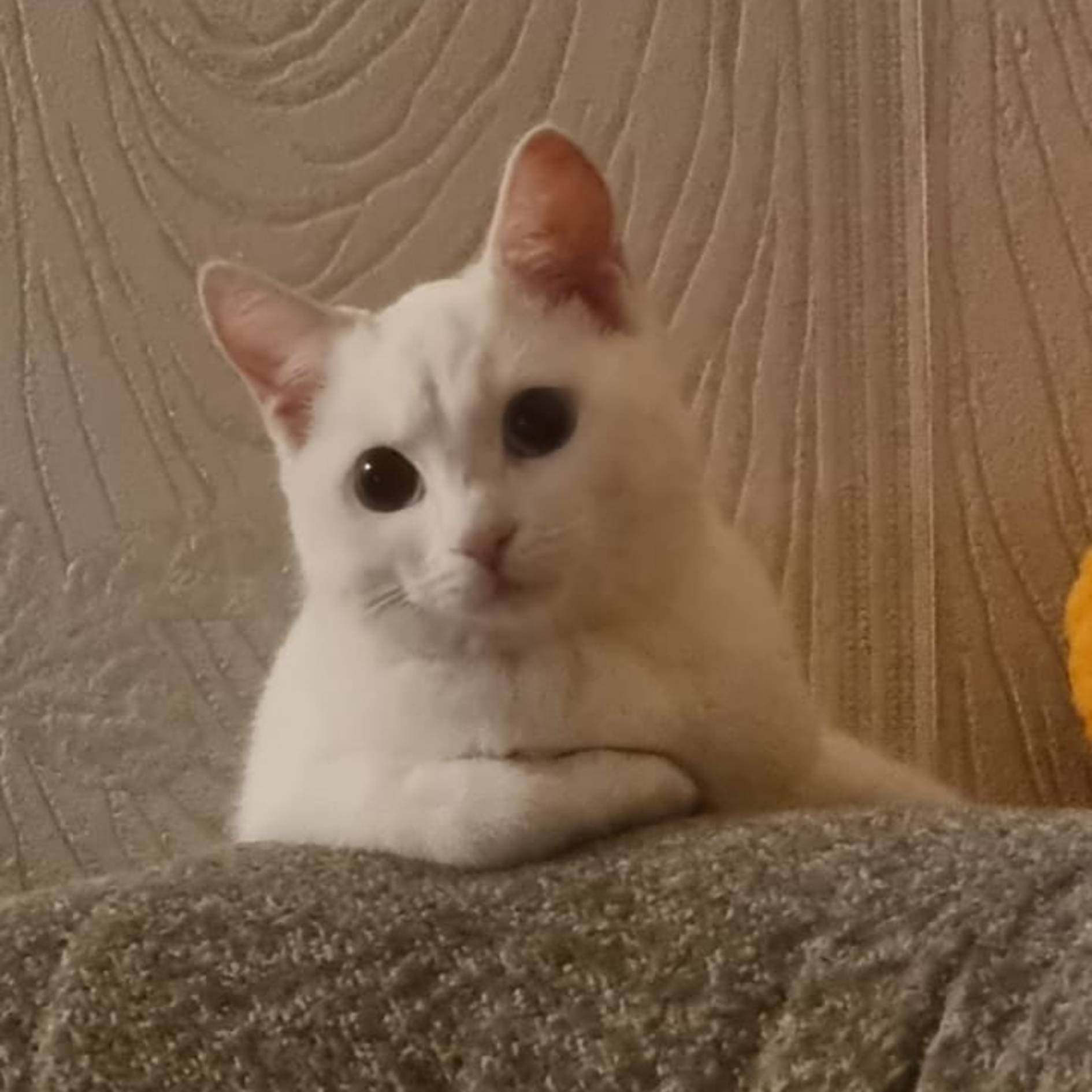 Иконка канала °•• Фруктовый фрукт ••°🍇🍈🍑🍋🍌🍍🥭🍎🍏🍐🍑🍒🥝