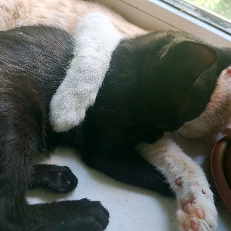 Иконка канала кот Петрович