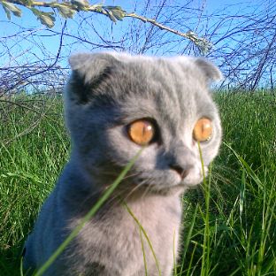 Аватар автора