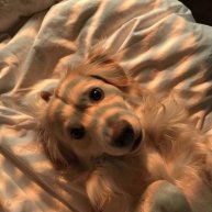 Иконка канала ☆ 🧡Orandge_dog🧡 ☆