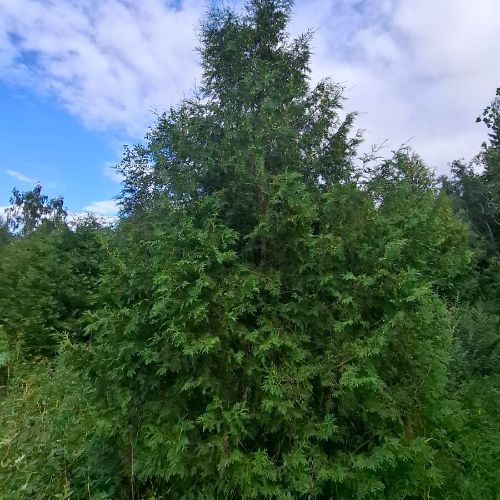 Иконка ка нала Green Star Garden Питомник растений