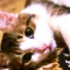 Иконка канала Kat King