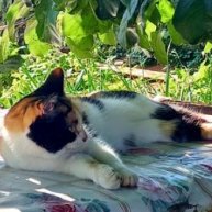 Иконка канала Садовник Вася