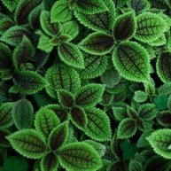 Иконка канала Relax in Nature