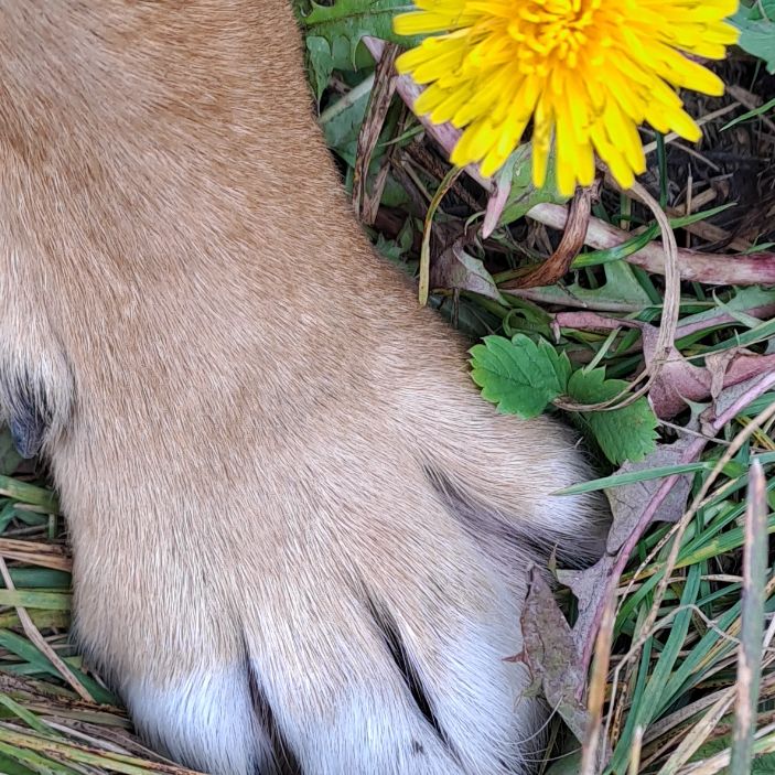 Иконка канала Животные. Приют Бим.