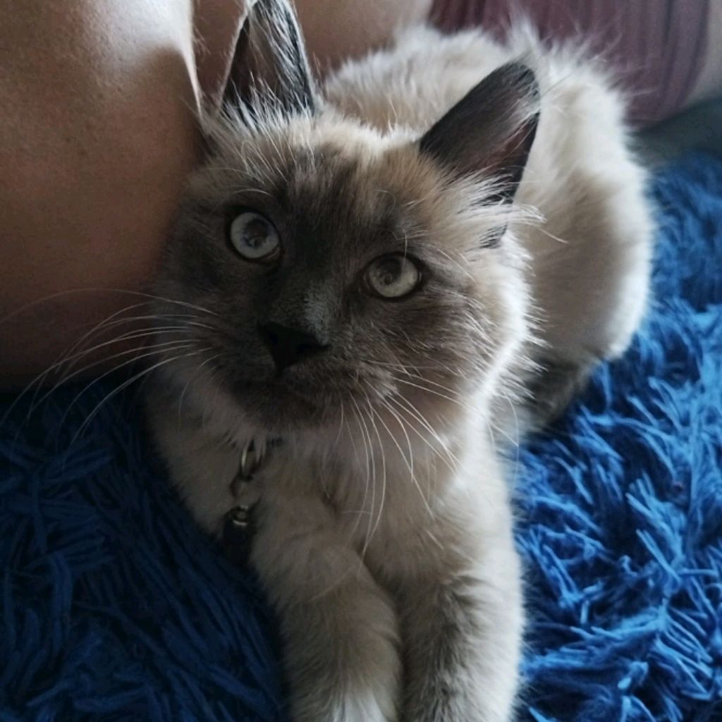 Аватар автора